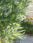 Preview: EUROPALMS Bambus Multistamm, Kunstpflanze, 180cm