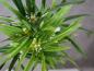 Preview: EUROPALMS Zyperngras, künstlich,76cm