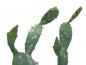 Preview: EUROPALMS Blätterkaktus, Kunstpflanze, 76cm