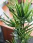 Preview: EUROPALMS Zyperngras, künstlich,76cm