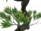 Preview: EUROPALMS Bonsai Pinie, Kunstpflanze, 95cm