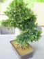 Preview: EUROPALMS Buchsbonsai, Kunstpflanze, 61 cm