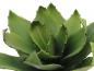Preview: EUROPALMS Agave (EVA), künstlich, grün, 35cm