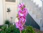 Preview: EUROPALMS Orchideenzweig, künstlich, lila, 100cm