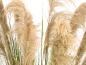 Preview: EUROPALMS Chinaschilf Gracillimus, künstlich, 180cm