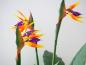 Preview: EUROPALMS Strelitzie, Kunstpflanze, 90cm