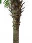 Preview: EUROPALMS Phönixpalme luxor, Kunstpflanze, 300cm
