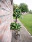 Preview: EUROPALMS Ficus Multi Spiralstamm, Kunstpflanze, 160cm