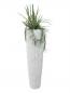 Preview: EUROPALMS Sansevieria (EVA), künstlich, grün-gelb, 74cm