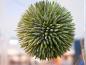 Preview: EUROPALMS Sukkulenten Kugel (EVA), Kunstpflanze, grün, 20cm