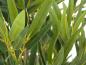 Preview: EUROPALMS Bambus deluxe, Kunstpflanze, 180cm