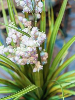 EUROPALMS Glockenblume, Kunstblume, rose, 105cm