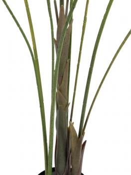 EUROPALMS Großblatt-Areca, Kunstpflanze, 185cm