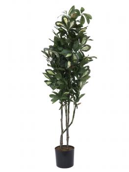 EUROPALMS Schefflera, künstlich, 90cm