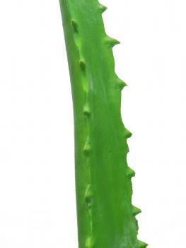 EUROPALMS Aloe-Vera-Pflanze, Kunstpflanze, 63cm