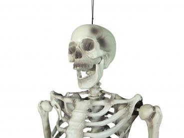 EUROPALMS Halloween Skelett, 150 cm