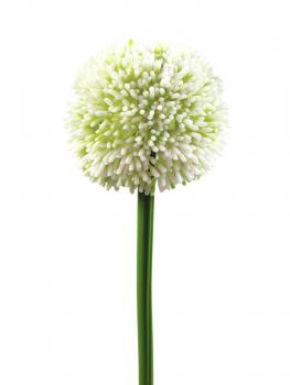 EUROPALMS Alliumzweig, künstlich, cremefarben, 55cm