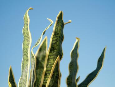 EUROPALMS Sansevieria (EVA), künstlich, grün-gelb, 50cm