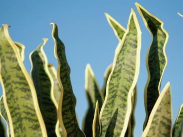 EUROPALMS Sansevieria (EVA), künstlich, grün-gelb, 50cm