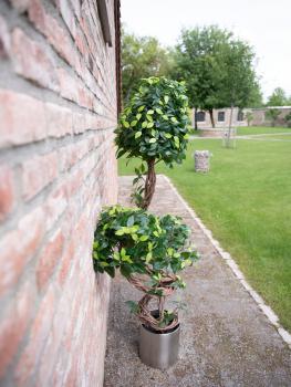EUROPALMS Ficus Multi Spiralstamm, Kunstpflanze, 160cm