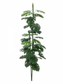 EUROPALMS Splitphilodendron, 150cm, B-Ware