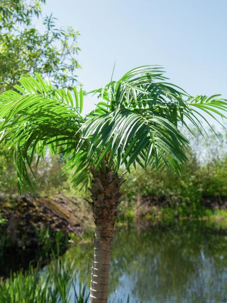 EUROPALMS Phönixpalme luxor, Kunstpflanze, 210cm