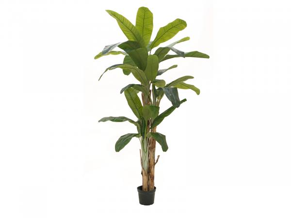 EUROPALMS Bananenbaum, Kunstpflanze, 240cm