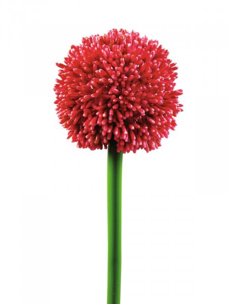 EUROPALMS Alliumzweig, künstlich, rot, 55cm