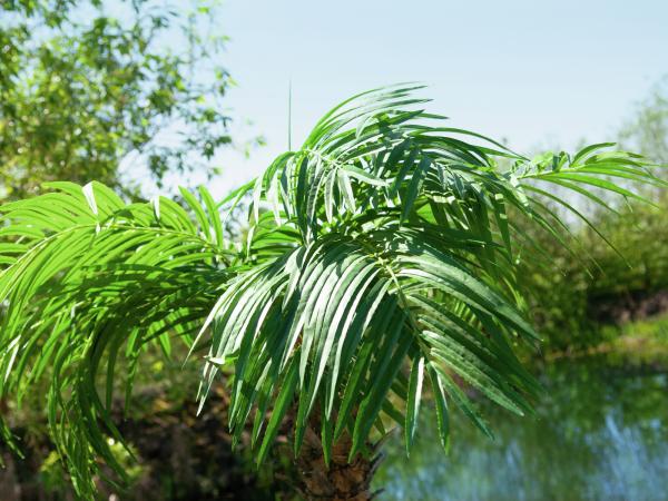 EUROPALMS Phönixpalme luxor, Kunstpflanze, 210cm