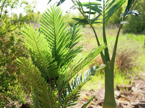EUROPALMS Kentia Palme, Kunstpflanze, 140cm
