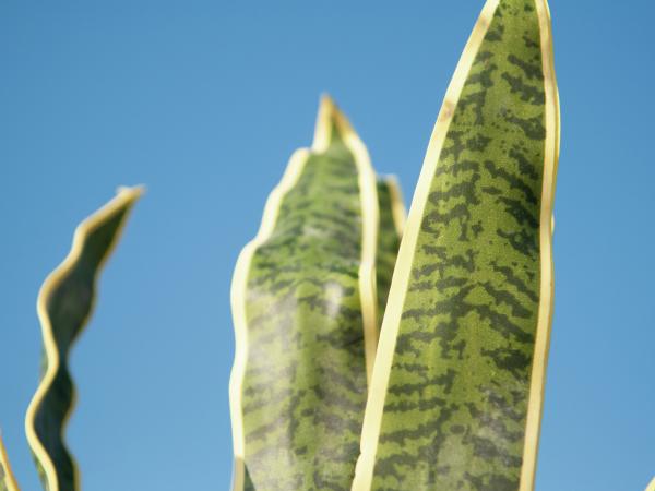 EUROPALMS Sansevieria (EVA), künstlich, grün-gelb, 50cm