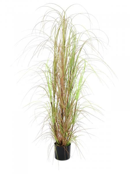 EUROPALMS Grasbusch, künstlich, 150cm