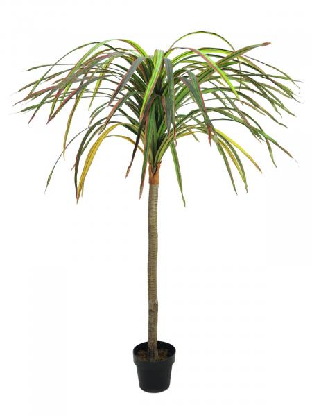 EUROPALMS Dracena, künstlich, rot-grün, 170cm