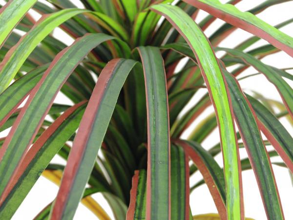 EUROPALMS Dracena, künstlich, rot-grün, 170cm