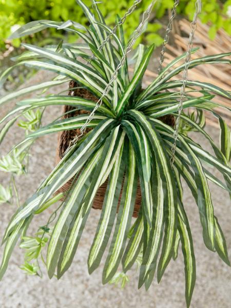 EUROPALMS Grünlilie, künstlich, 60cm