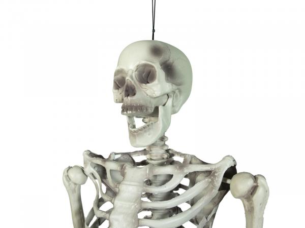 EUROPALMS Halloween Skelett, 150 cm