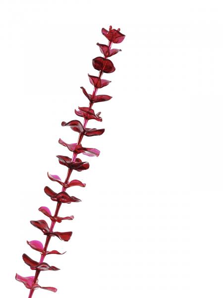 EUROPALMS Kristalleukalyptus, Kunstpflanze, burgund, 81cm 12x