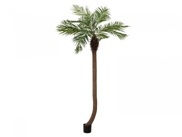 EUROPALMS Phönixpalme luxor gebogen, Kunstpflanze, 240cm