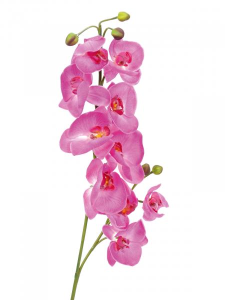 EUROPALMS Orchideenzweig, künstlich, lila, 100cm