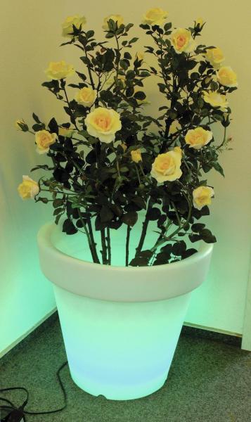 EUROPALMS LED-Übertopf 67x64cm