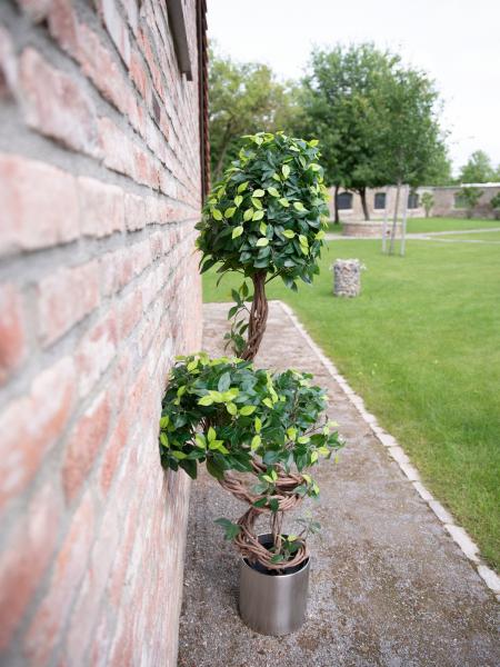 EUROPALMS Ficus Multi Spiralstamm, Kunstpflanze, 160cm