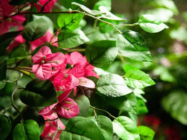 EUROPALMS Bougainvillea, Kunstpflanze, rot, 150cm